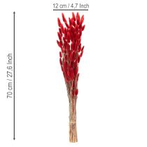 gjenstander Tørket Lagurus-bukett, tørket blomsterdekorasjon, 70 cm, 100 g