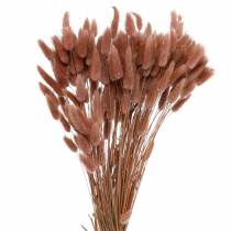 Tørt kaninhalegress Lagurus rødbrun 100g