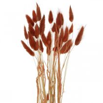 Tørt gress rustrødt, naturlig dekorasjon, lagurus, tørrblomster L45–50cm 30p
