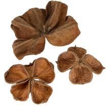 gjenstander Landlotus Natur 50 stk