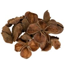 gjenstander Landlotus Natur 50 stk
