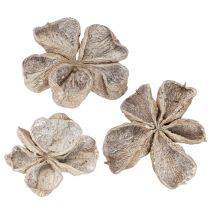gjenstander Landlotus Hvitvasket 6-12 cm 50 stk