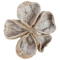 gjenstander Landlotus Hvitvasket 6-12 cm 50 stk