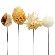 gjenstander Leucodendron-assortiment bleket dekorasjon på ståltråd 100 stk