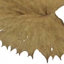 Lotusblader tørket naturlig tørr dekorasjon vannliljeblad 50 stk