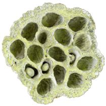 gjenstander Lotus kolbeblanding grønn vasket Ø6cm - 10cm 50 stk
