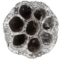 gjenstander Lotos Naturlig Dekorativ Lotusflaske Hvitvasket 6-8cm 50 stk