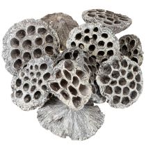 gjenstander Lotos Naturlig Dekorativ Lotusflaske Hvitvasket 6-8cm 50 stk