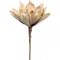 Lotusblomst, dekorasjon av lotusblomst, kunstig plante beige L66cm