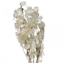 gjenstander Lunaria tørkede blomster månefiolett sølvblad tørket 60-80cm 30g