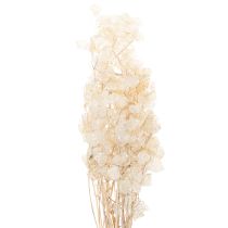 gjenstander Lunaria tørkede blomster, månefiolett, sølvblad, tørket, 60-80 cm, 30 g