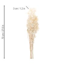 gjenstander Lunaria tørkede blomster, månefiolett, sølvblad, tørket, 60-80 cm, 30 g