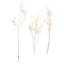 gjenstander Lunaria tørkede blomster, månefiolett, sølvblad, tørket, 60-80 cm, 30 g