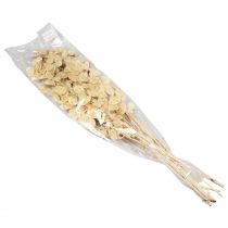 gjenstander Lunaria Deco Moon Fiolett Sølv Blad Tørket 90cm 100g