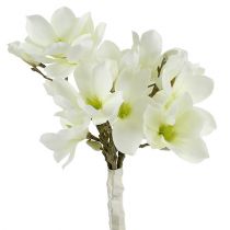 Magnolia bunt hvit 40cm 5stk