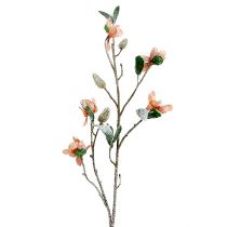 Magnolia gren lysrosa L 82cm