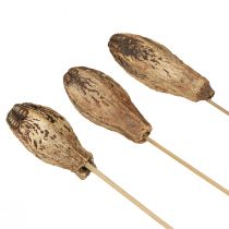 gjenstander Mahogny Pod Pods Tørr Dekorasjon Naturlig 45cm 50 stk