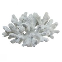gjenstander Maritim dekorasjon korall polyresin hvit 38cm × 44cm × 27cm