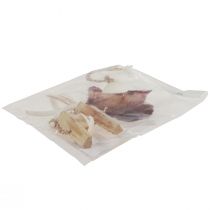 gjenstander Maritimt dekorativt hengeskall sjøstjerne Ø10–12cm 40cm