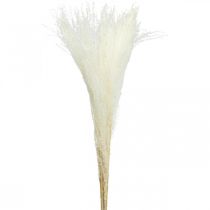 Fjærgress deco bleket tørt gress Miscanthus 75cm 10stk