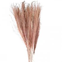 Tørt gress langt rosa fjær gress deco Miscanthus 75cm 10stk