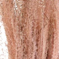 Tørt gress langt rosa fjær gress deco Miscanthus 75cm 10stk