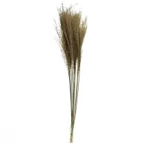 gjenstander Miscanthus kinesisk sølvgress dekorativt tørket gress 75 cm 10 stk