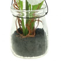 gjenstander Valmue i et glass for å henge hvit H22cm