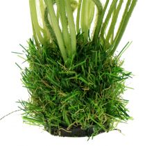 gjenstander Valmuehvit i gresset 23cm