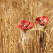 gjenstander Keramisk valmueblomst romantisk dekorasjon til vårhage og blomsterbed 31 cm 6 stk