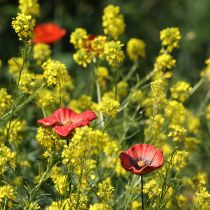 gjenstander Hagepike av valmue i keramikk, uvanlig design for blomsterbed, 52 cm, 2 stk.