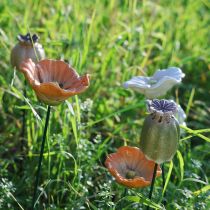gjenstander Dekorativ stav av valmuefrøkapsel for sesongmessig hageeleganse eller balkonghøydepunkter, 41 cm, 4 stk.