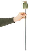 gjenstander Valmuefrøkapsler hagepynt for sjarmerende hagearrangementer 60 cm 2 stk