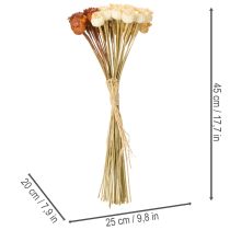 gjenstander Tørkede kunstige valmuefrøkapsler, bunt med tre farger, 40 cm, 45 stk.