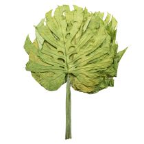 gjenstander Dekorative monsterablader for bohemsk og urban jungeldekorasjon