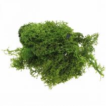 Dekorativ mos for håndverk mørkegrønn naturlig mos konservert 40g
