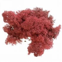 Dekorativ mos for håndverk Rød naturlig mos farget i en 40 g pose