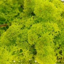 Deco mose lysegrønn reinsdyrmose konservert 400g