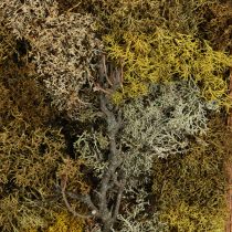 gjenstander Mosebilde ekte mosebilde med ramme bevart 40×30cm