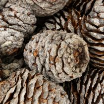 gjenstander Murii kjegler naturlig 500g