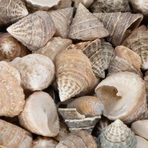 gjenstander Dekorative skjell – Et unikt blikkfang for bad og stuer – 300 g