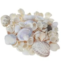 gjenstander Skallpynt mini cockles sneglehus 1-3cm 340g