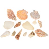 gjenstander Skalldekorasjon sjøsnegl natur 350g × 3stk