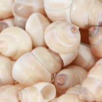 gjenstander Blåskjell Umachi 500 g