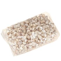 gjenstander Blåskjell Umachi 500 g