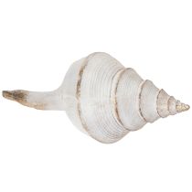gjenstander Dekorativ skjellform for stilig maritim dekorasjon, 44 cm