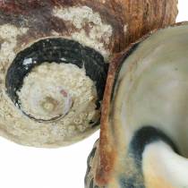 gjenstander Turban Shell Alikreukel Natural 500g
