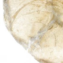gjenstander Stranddekorasjon, capizskjell 5-10cm, naturgjenstander, perlemor, maritim 1kg