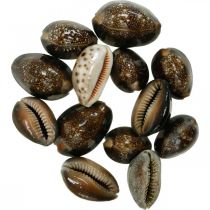 Cowrie shell deco natur maritim dekorasjon sjøsnegler 500g