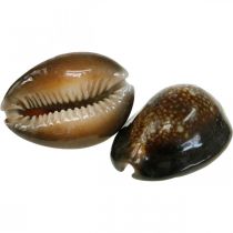 Cowrie shell deco natur maritim dekorasjon sjøsnegler 500g